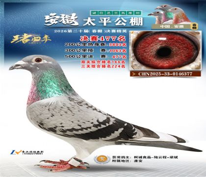 安徽太平决赛477名