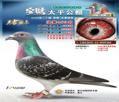 安徽太平决赛483名