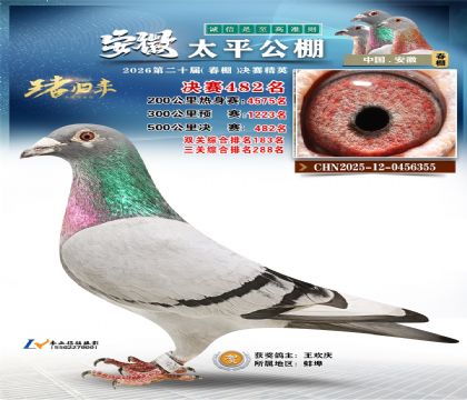 安徽太平决赛482名