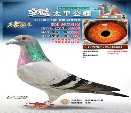 安徽太平决赛485名