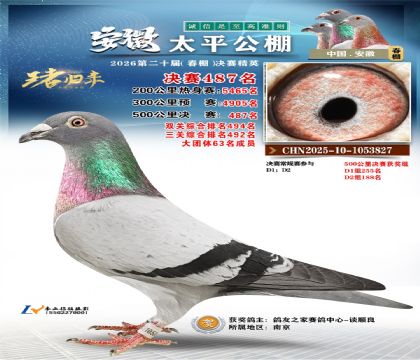 安徽太平决赛487名