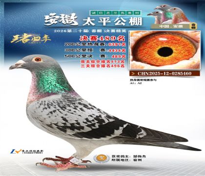 安徽太平决赛489名