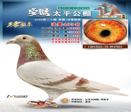 安徽太平决赛493名