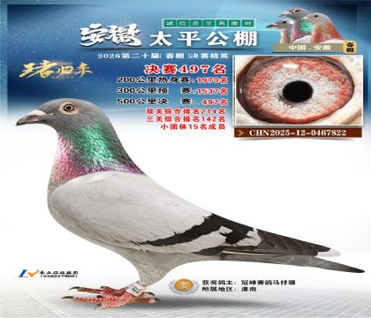 安徽太平决赛497名