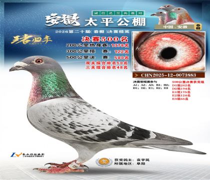 安徽太平决赛500名