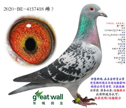 12.����³�ھ�.4157418