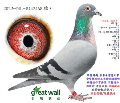 13.�������ǹھ��Ӵ�.8442468