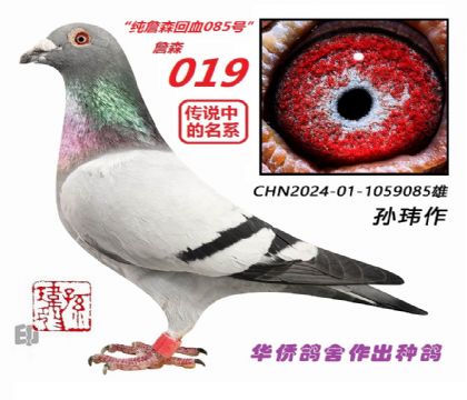 3��--��ղɭ��Ѫ�ָ�CHN24-01-1059085��