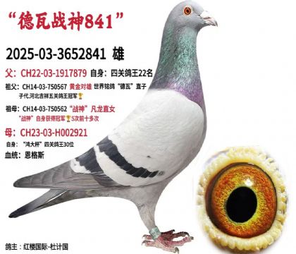 ��¥����-�żƹ�---����X����X����˹841   ��	