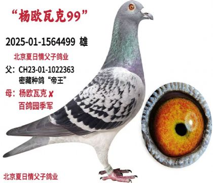 ���������鸸�Ӹ�ҵ-----��ŷ�߿�X��ƿ�499   ��	