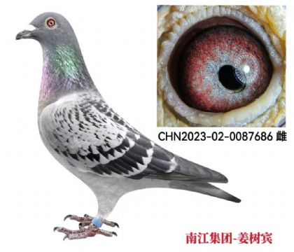 �Ͻ�����-������686   ��	