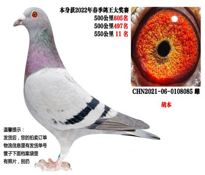 22�괺����سɼ��룬550����11����������