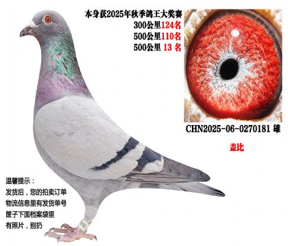 25���＾500����13�����Ǳȣ�