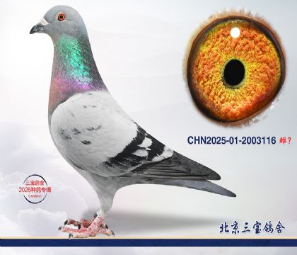 4.����С�ӽ�Ѫ.2003116