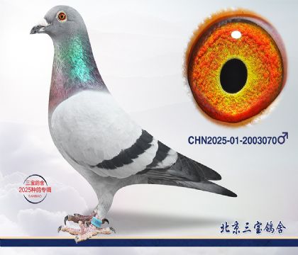 5.����С�ӽ�Ѫ.2003070