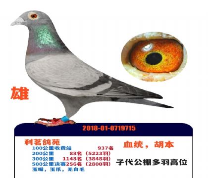 ������צ����