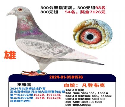 ���ǲ���