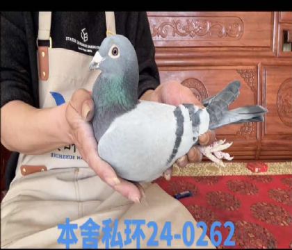 ȫʡ����5λֱ��x��ɯֱŮ0262