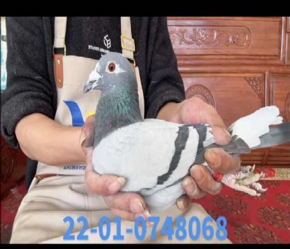 ������ֱ��x����˹��ֱ��Ů8068