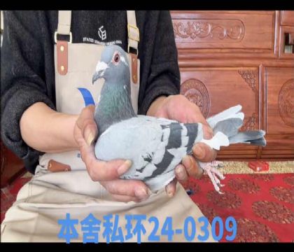 ��.�������ֱ��x��˹���ֱŮ0309