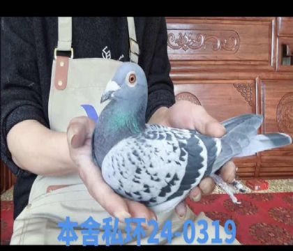 ���ħx�Ǿ����к�ֱ��Ů0319