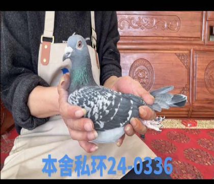 ������ֱ��x����ϰ�ֱŮ0336