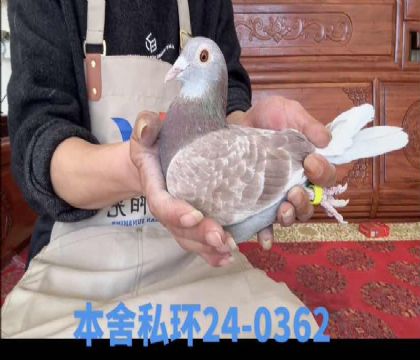 ʷ�ٷ�ȫ�ֵ�ֱ��x����ƥ�˲���ֱ��Ů0362