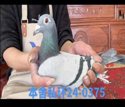 ��ɯֱ��x��ɯȫ�ֵ�ֱŮ0375