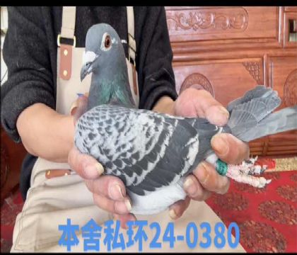 ά��˹ȫ�ֵ�x����ƥ�˲���ֱ��Ů0380