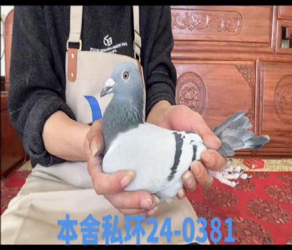 ������ֱ��x�û�����Ů0381