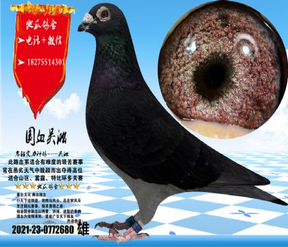 国血吴淞老桃花大鼻子雄,镇棚种雄直子,子代孙代地方赛都有发挥