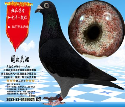 国血吴淞老桃花大鼻子种雌,体型一流,眼沙实际更漂亮