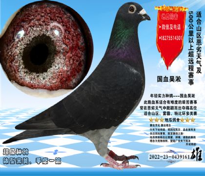 国血吴淞老桃花雄,大鼻子完美体型,直接做育24年西秀公棚决赛432名,25春地方赛决赛亚军。