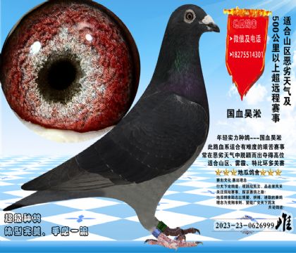 吴淞汪种大鼻子老桃花豹子号(999)雌,完美体现