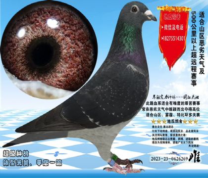 国血吴淞汪种老桃花雌,体型完美,眼沙实际更漂亮