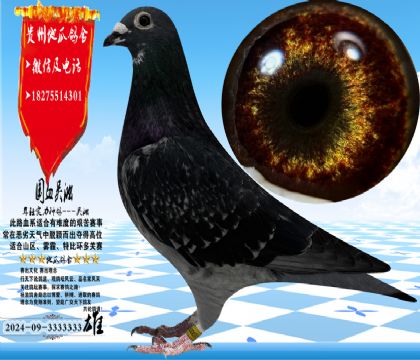 张老师吴淞跃龙系,眼沙实际拍摄,乌金沙,绝对完美