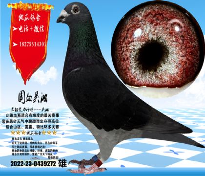 国血吴淞汪种老桃花,体型手感一流,眼沙实际更漂亮