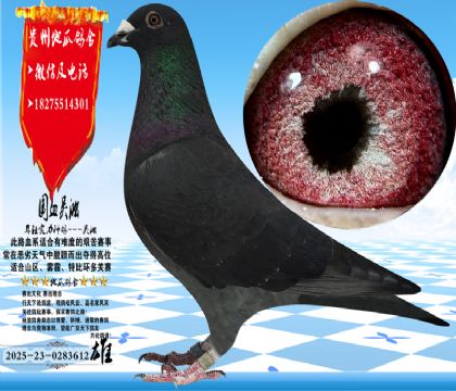 国血吴淞老桃花,体型手感完美,眼沙实际更漂亮