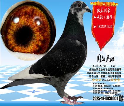 吴淞跃龙雌,体型手感一流,芝麻点花脖子(张老师跃龙系)