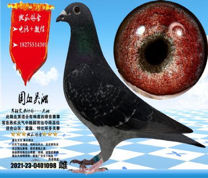 国血吴淞短嘴老桃花雌,体型完美,眼沙实际更漂亮