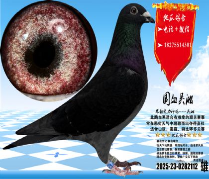 国血吴淞汪种老桃花,体型手感一流,眼沙实际更漂亮,