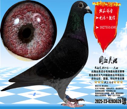 国血吴淞汪种老桃花,中小体雄,非常聪明,眼沙实际更漂亮