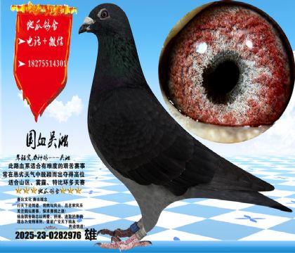 国血吴淞汪种老桃花,大鼻子,体型手感一流,眼沙实际更漂亮