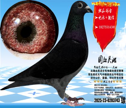 国血吴淞汪种酱紫桃花,体型手感一流,眼沙实际更漂亮