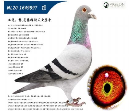 杨范德帕斯原舍(大奔直子配酸奶号直女)