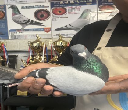 5.�����ָ�933