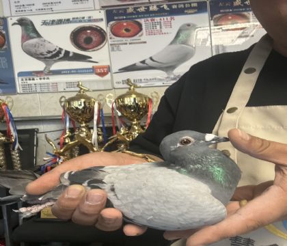 6.˫�ھ�ϵ��Ѫ�����ָ�489