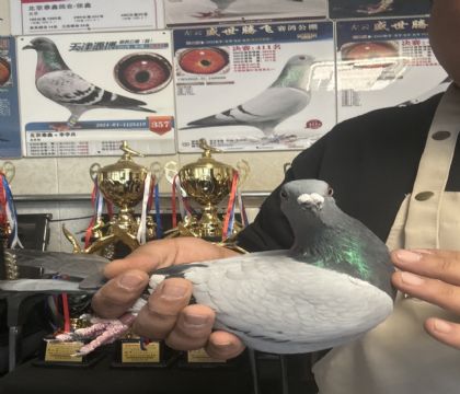 9.�������ܽ��Դ���������427