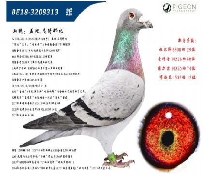 盖比凡得那比原舍(手感一流,尾羽破损)