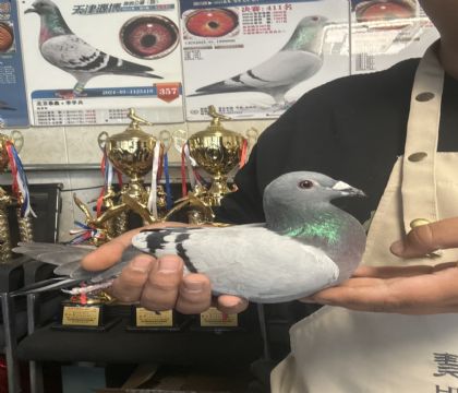 10.�����ָ�822